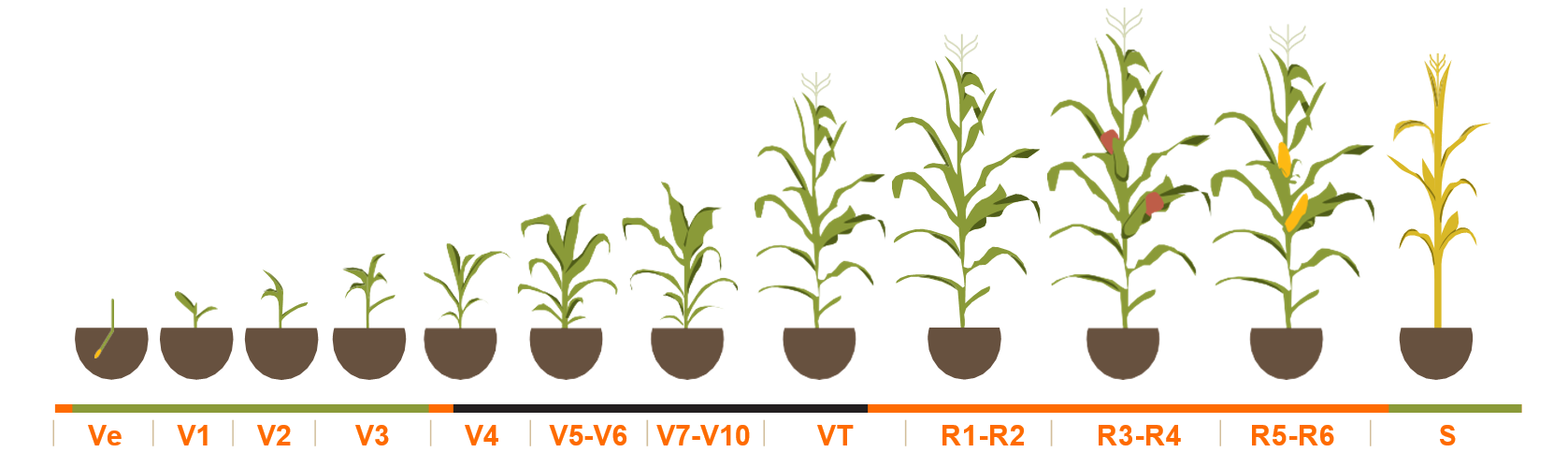 Figura1: Estados fenológicos de la planta de maíz según escala Ritchie y Hanway (1982). V = estadíos vegetativos; R estadíos reproductivos; S= Senescencia.