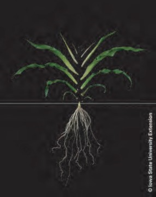 Figura 1: Planta de Maíz en estado fenológico V6 según Ritchie and Hanway (1982). En esta foto se observa que el ápice del maíz todavía se encuentra por debajo de la superficie del suelo. Foto de la universidad de Iowa State.