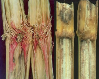 Figura 3: Izquierda dos tallos con síntomas de Fusarium spp. y a la derecha dos tallos con síntoma de Antracnosis.