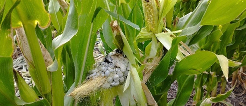Figura 4 - Síntomas de carbón común en plantas de maíz