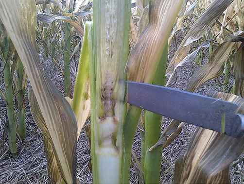 Figura 3: Imagen de un ápice de maíz muerto (coloración marrón oscura), luego de la ocurrencia de una helada.
