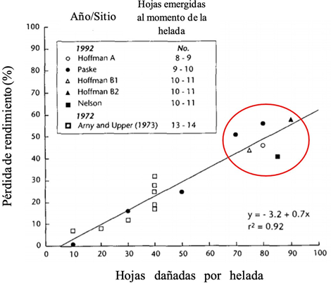 Figura 5: Porcentaje de pérdida de rendimiento en función del porcentaje de hojas dañadas por helada (Carter, 1995).