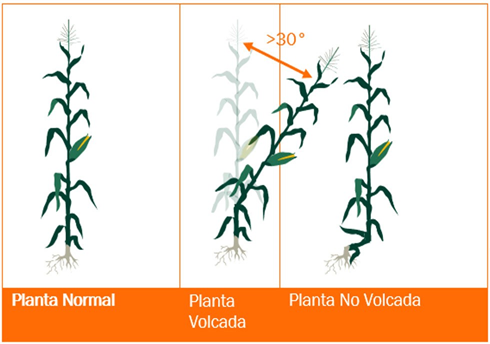 Figura 1. Determinación visual de una planta volcada. (Adaptado de Guía de Seguimiento de Ensayos-Posicionamiento de Producto-KWS Argentina).