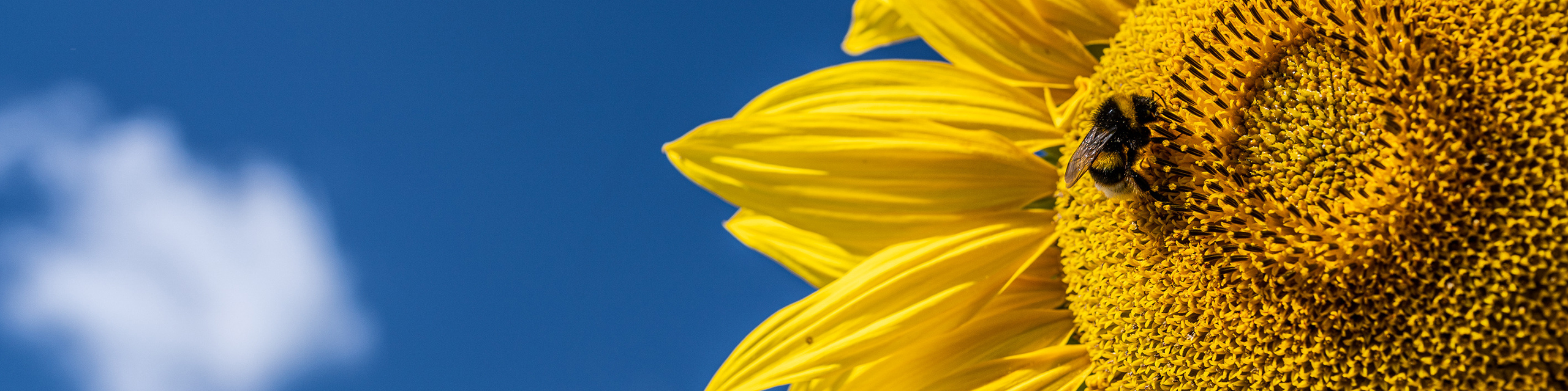 kws0720_sunflower_blossom_2023-2560x640-px.jpg