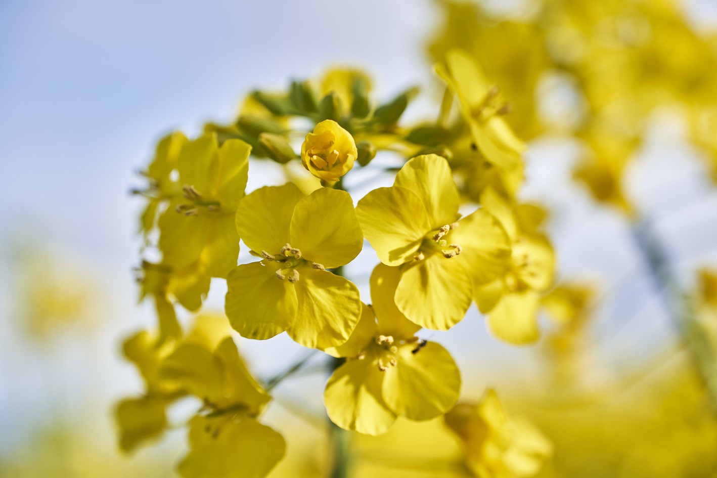 press-picture_rapeseed-in-blossom_(c)kws.jpg