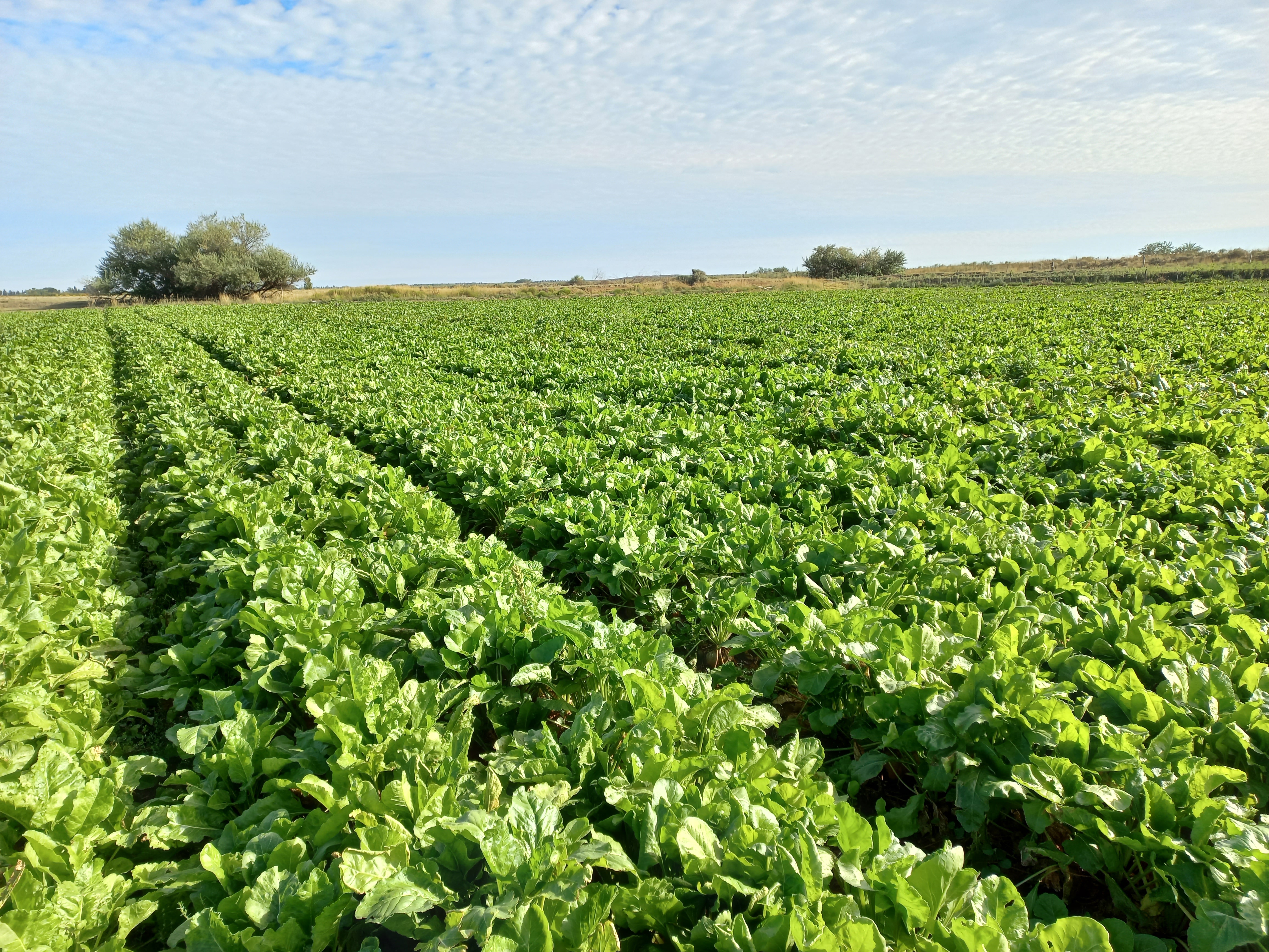 campo_de_remolachas.jpg