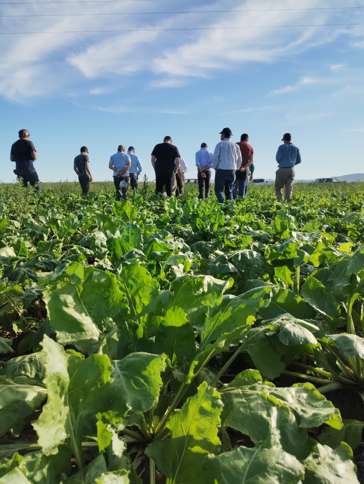 cultivadores_en_un_campo_de_remolachas_detras.jpg