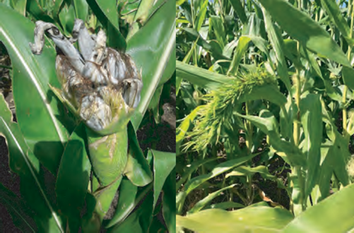 Figura 2: A la izquierda planta afecta por carbón de espiga a la derecha planta con Crazy top.