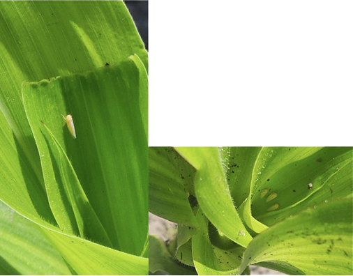 Figuras 1. a y b. Adulto de Dalbulus maidis visto en primeros estadíos fenológicos de plantas de maíz en la zona NO de Entre Ríos. (Foto gentileza distribuidor Agrofe).