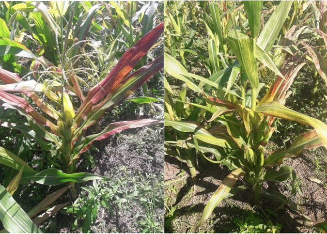 Figuras 3 y 4. Plantas de maíz con sintomatología típica de coloración rojiza, enanismo y rayado de hojas alternado en un lote cultivado en la zona de Sáenz Peña (Chaco). Foto de Agroservice PdP.