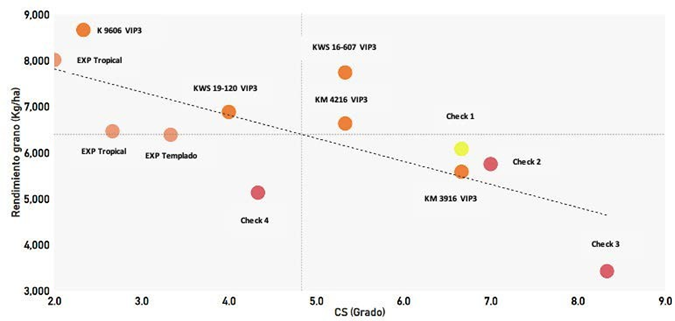 Figuras 5. Relación entre severidad de CS (Grado) y rendimiento corregido (Kg/ha) para una serie de híbridos comerciales y precomerciales evaluados en la provincia de Salta con alta presión de CS. Campaña 2022-23