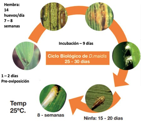 Figura 6. Ciclo de vida (Dalbulus maidis)