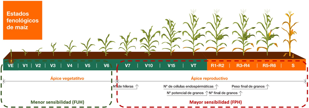 Figura 2: Ciclo del cultivo de maíz, en el cual se detallan las etapas con menor y mayor sensibilidad a la ocurrencia de heladas. FUH: Fecha de última helada, FPH: Fecha de primera helada.