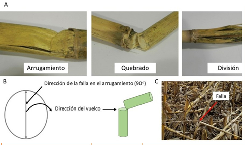 Figura 2. A) Tipos de falla en el tallo que pueden producir quebrado, B) Dirección del tipo de falla más frecuente (Arrugamiento) y C) Observación de falla a campo. Adaptado de Robertson et al. (2015) y Pederson (2019).