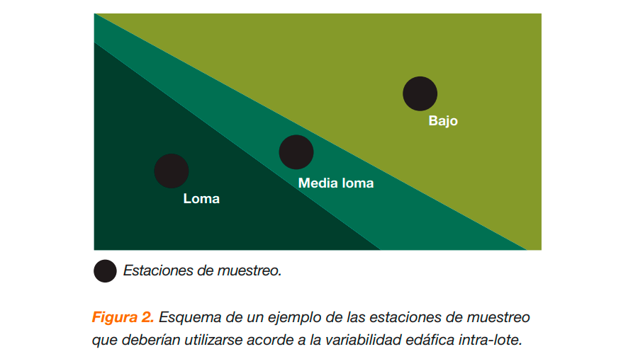 Figura 2: Rendimiento relativo de maíz en función del nivel de puntual de lote y productor en particular. PBray-1 (0-20 cm) a la siembra. Los valores de los recuadros  indican el nivel crítico de PBray-1 para obtener 90% del  rendimiento relativo y su intervalo de confianza al 95% según  textura de los suelos (Fina: Argiudoles Vérticos, Media: Argiudoles  Típicos y Gruesa: Hapludoles). n= 377 ensayos en región  pampeana entre 1980 y 2016. Fuente: Correndo y col. (2018)