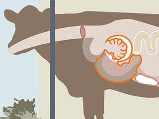 Illustrierte Darstellung einer Kuh, hier hevorgehobener Bereich: Blätter- und Labmagen
