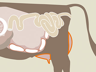 Illustrierte Darstellung einer Kuh, hier hevorgehobener Bereich: Milch
