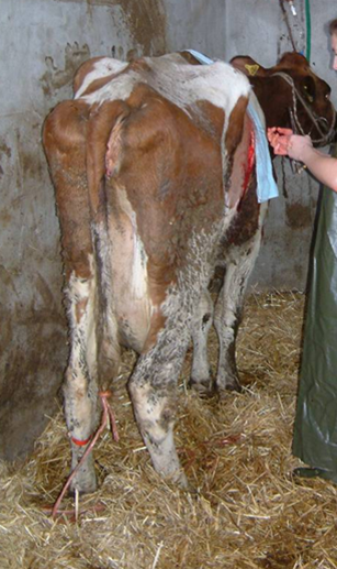  "an Ketose erkrankte Kuh mit rechtsseitiger Labmagenverlagerung"