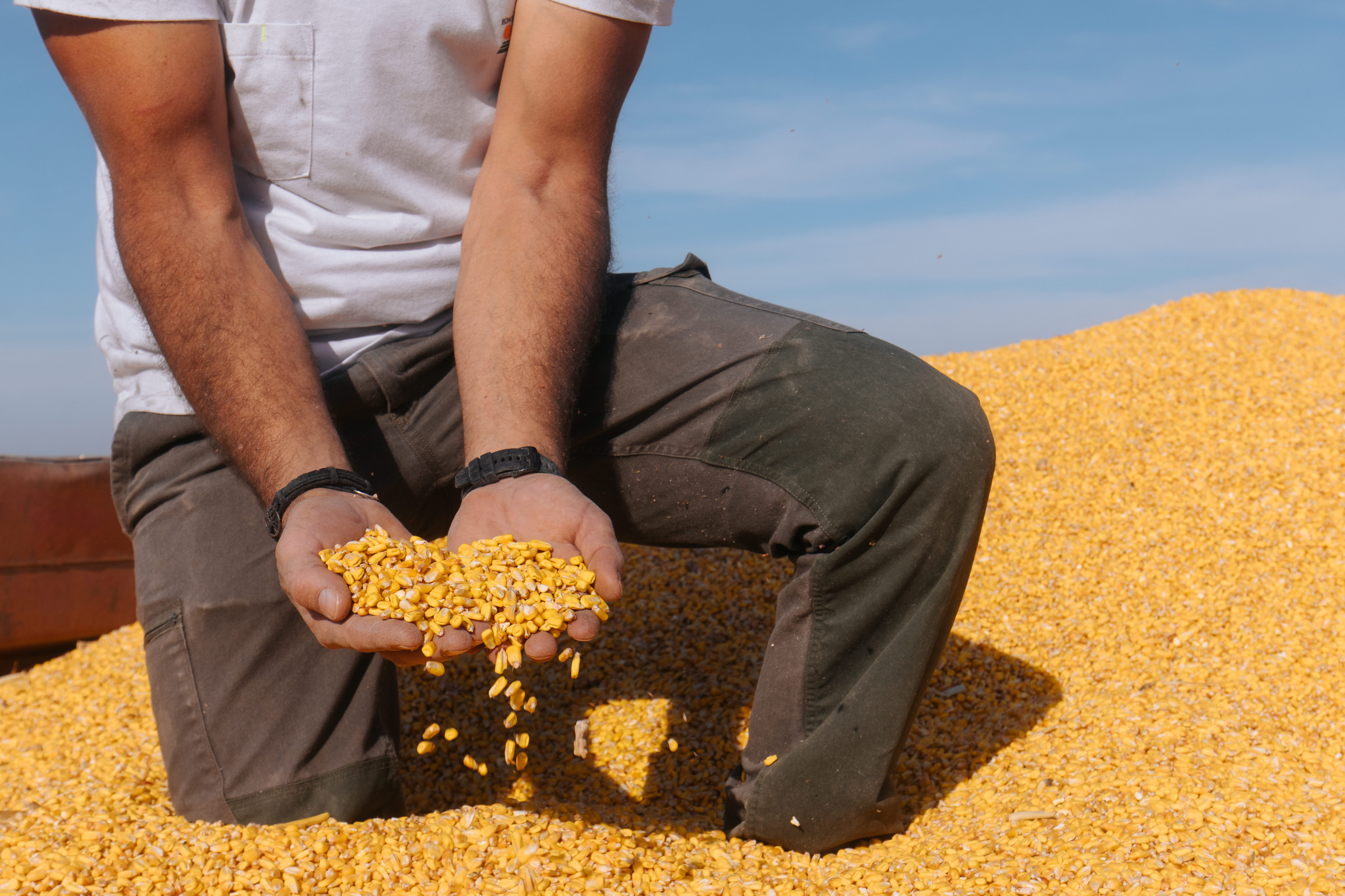 KWS Plus4GRAIN infographic