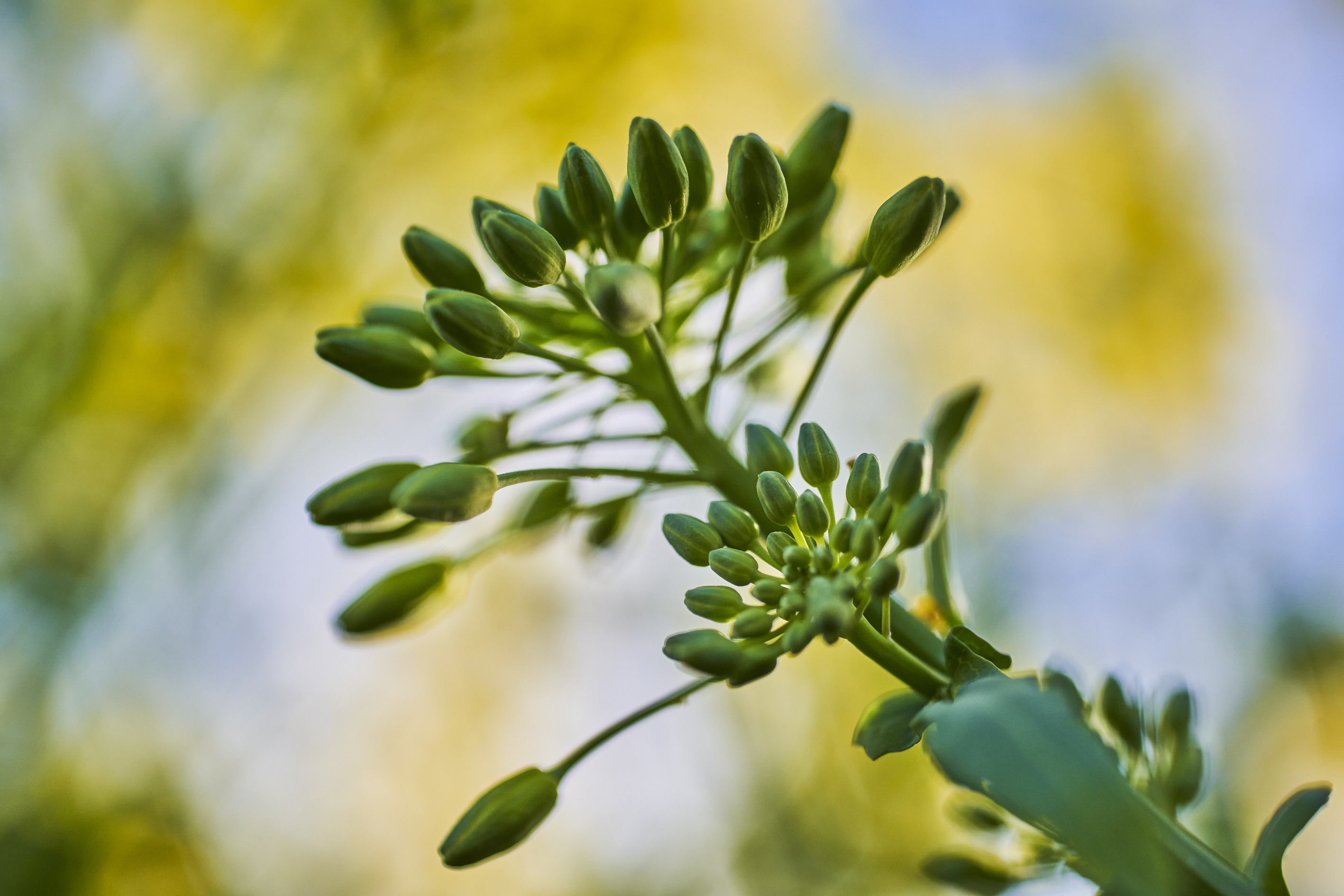 kws0521_oilseed_rape_in_bloom_rt49899.jpg