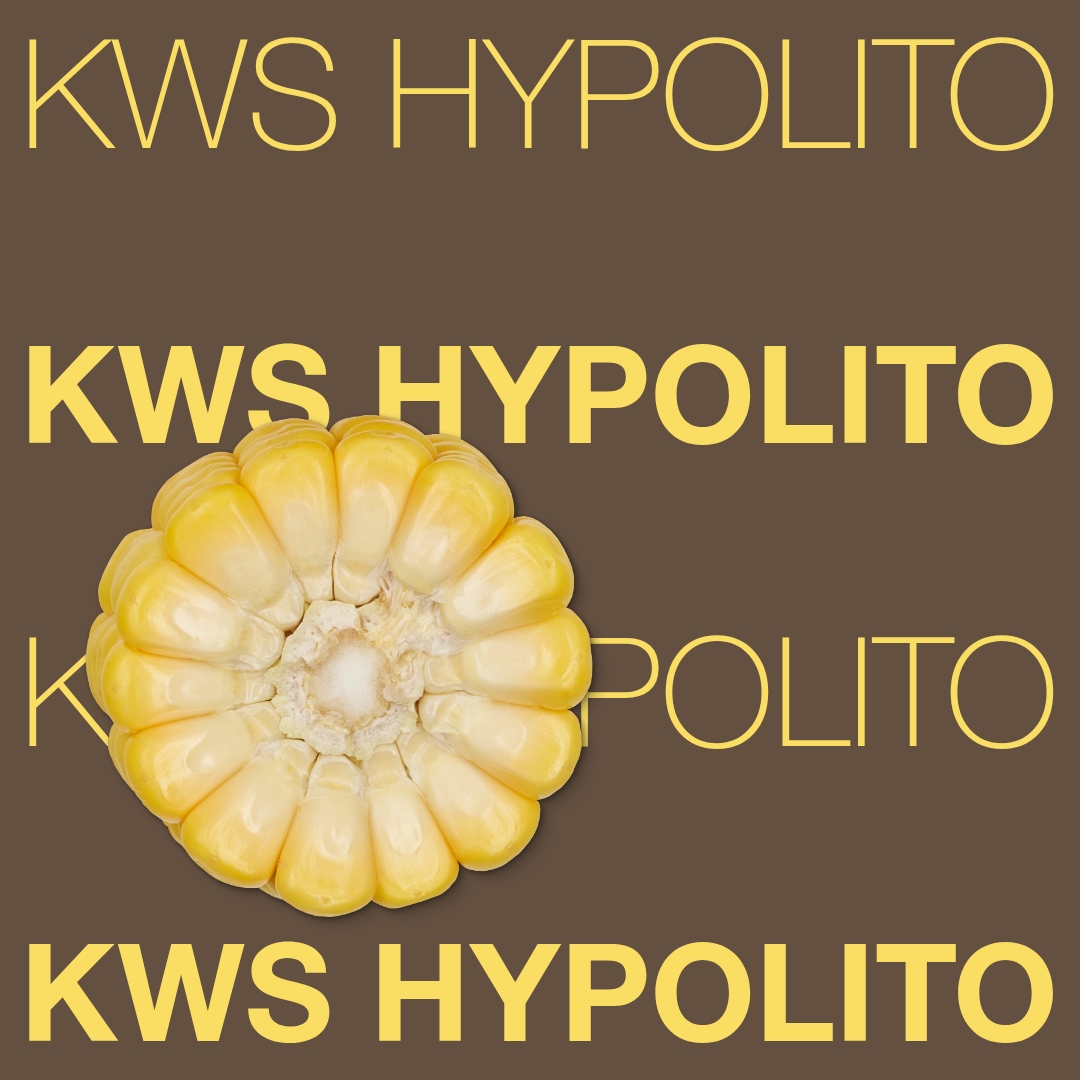kws_hypolito_keyvisual_hr_1x1_1.jpg