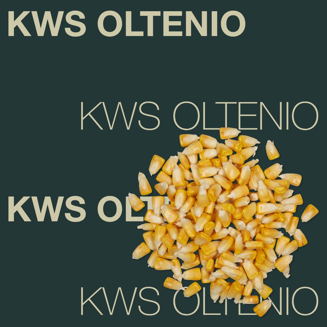kws_oltenio_keyvisual_hr_1x1_1.jpg