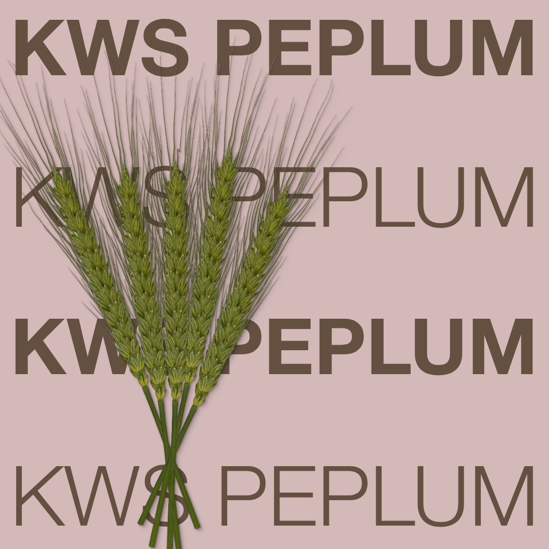 kws_peplum_keyvisual_hr_1x1_1.jpg