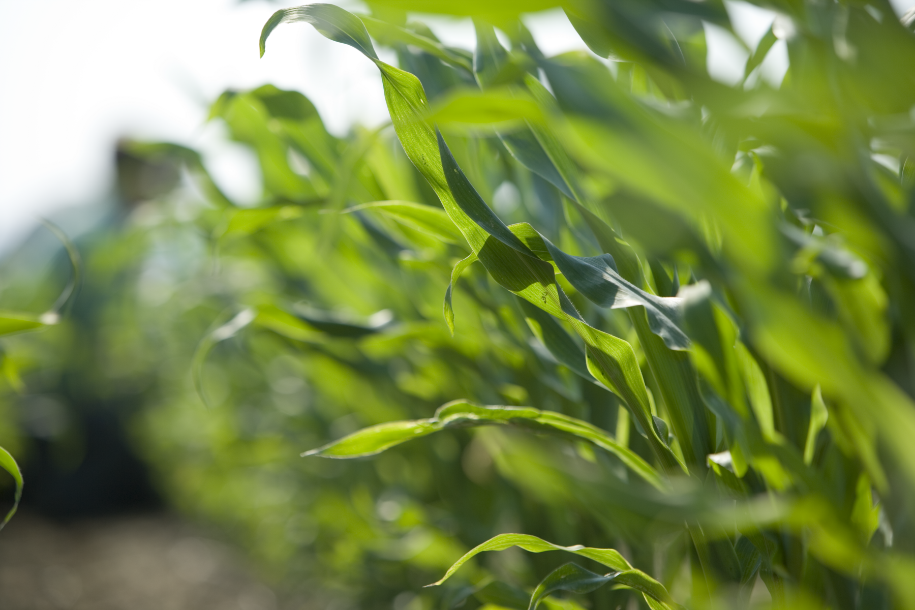 maisblaetter-im-wind-detail-unschaerfe-0706_kws_1694_r.png