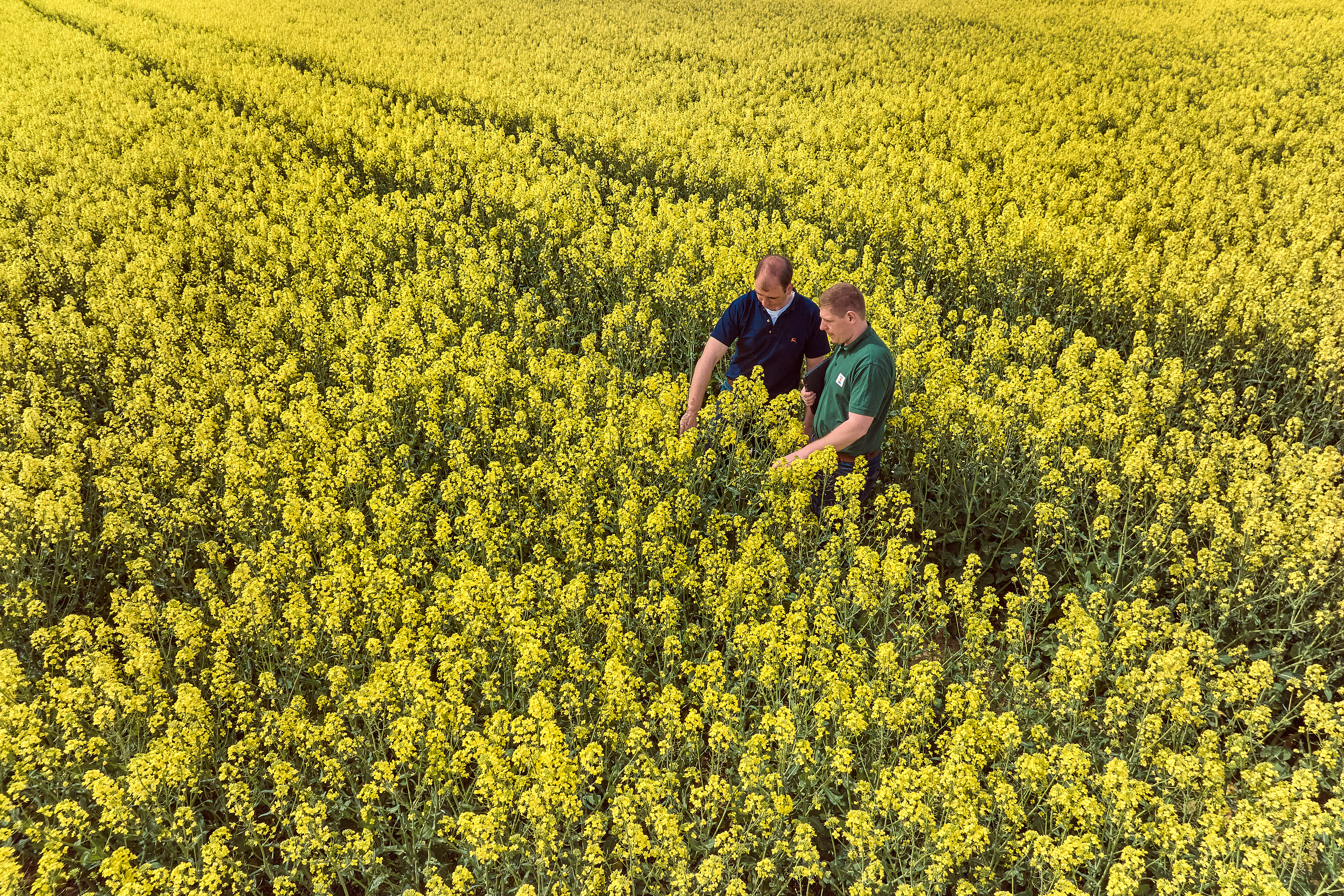 kws0523_consultancy_oilseed_rape_dji_0442.jpg