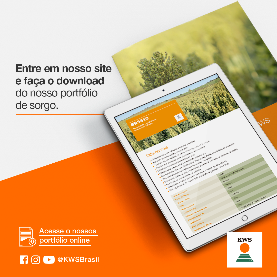 kws_br_catlogo-de-sorgo.png