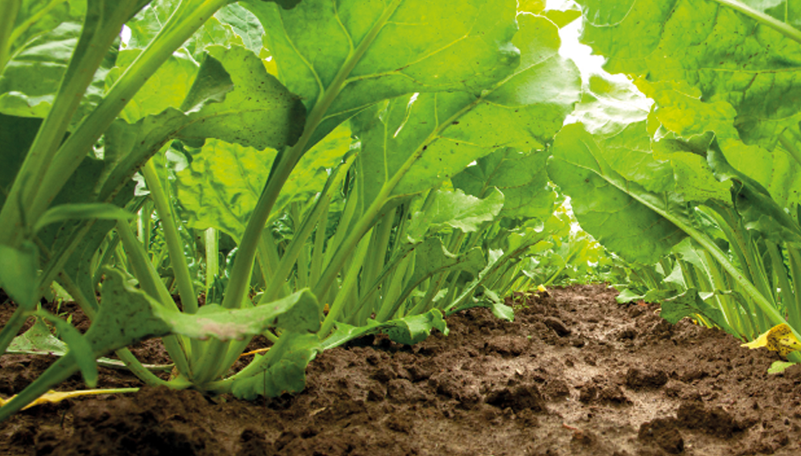 sugarbeet-article.jpg