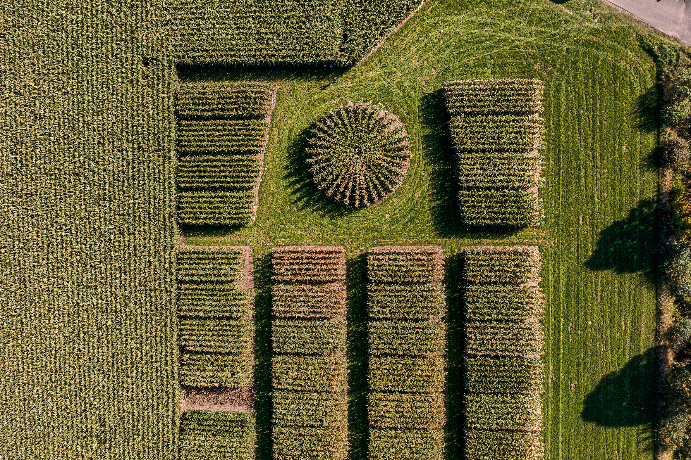 kws1021_cornfield_dji_0996.jpg