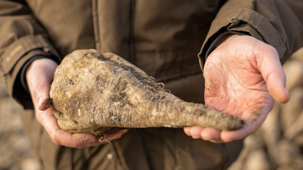 kws_sugar_beet_record_harvest_christian_floegel_detail_r_16_9_res_1031x580.jpg