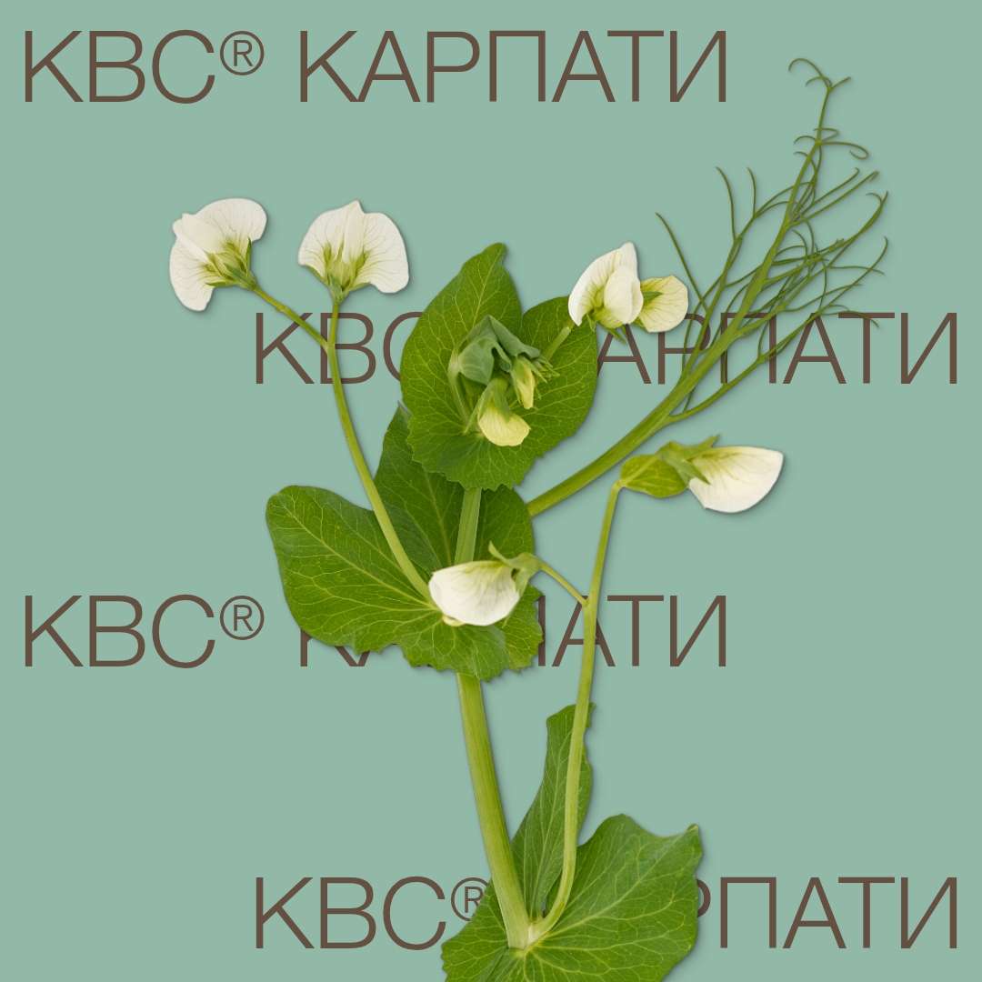 kvs_karpati_keyvisual_by_1x1_1.jpg