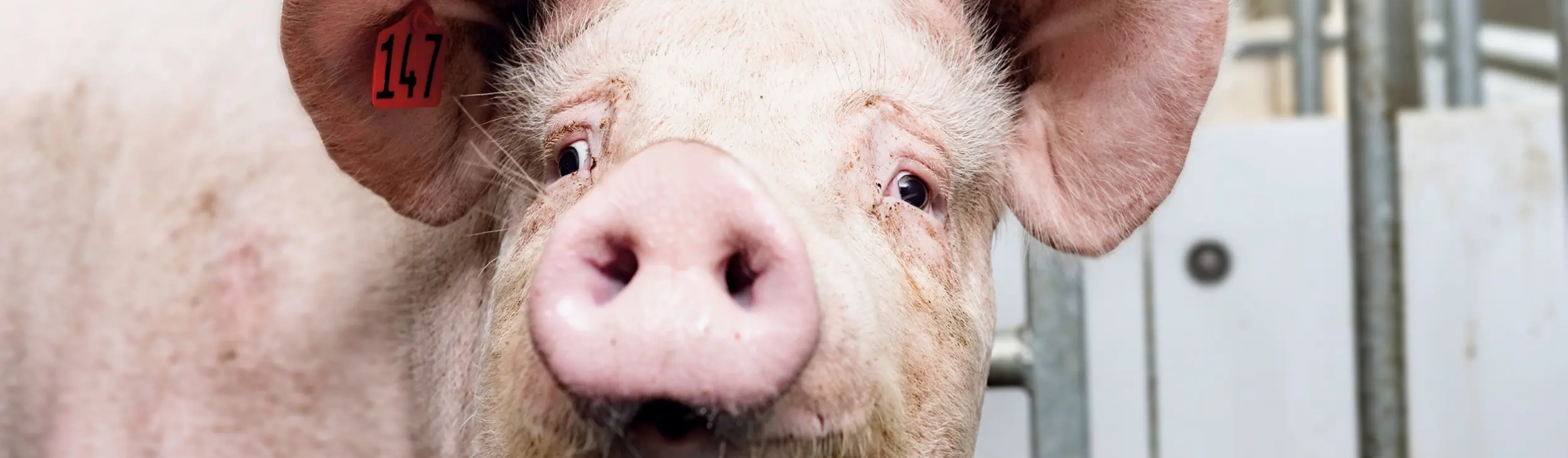 feldstudie___schwein-cropped.webp