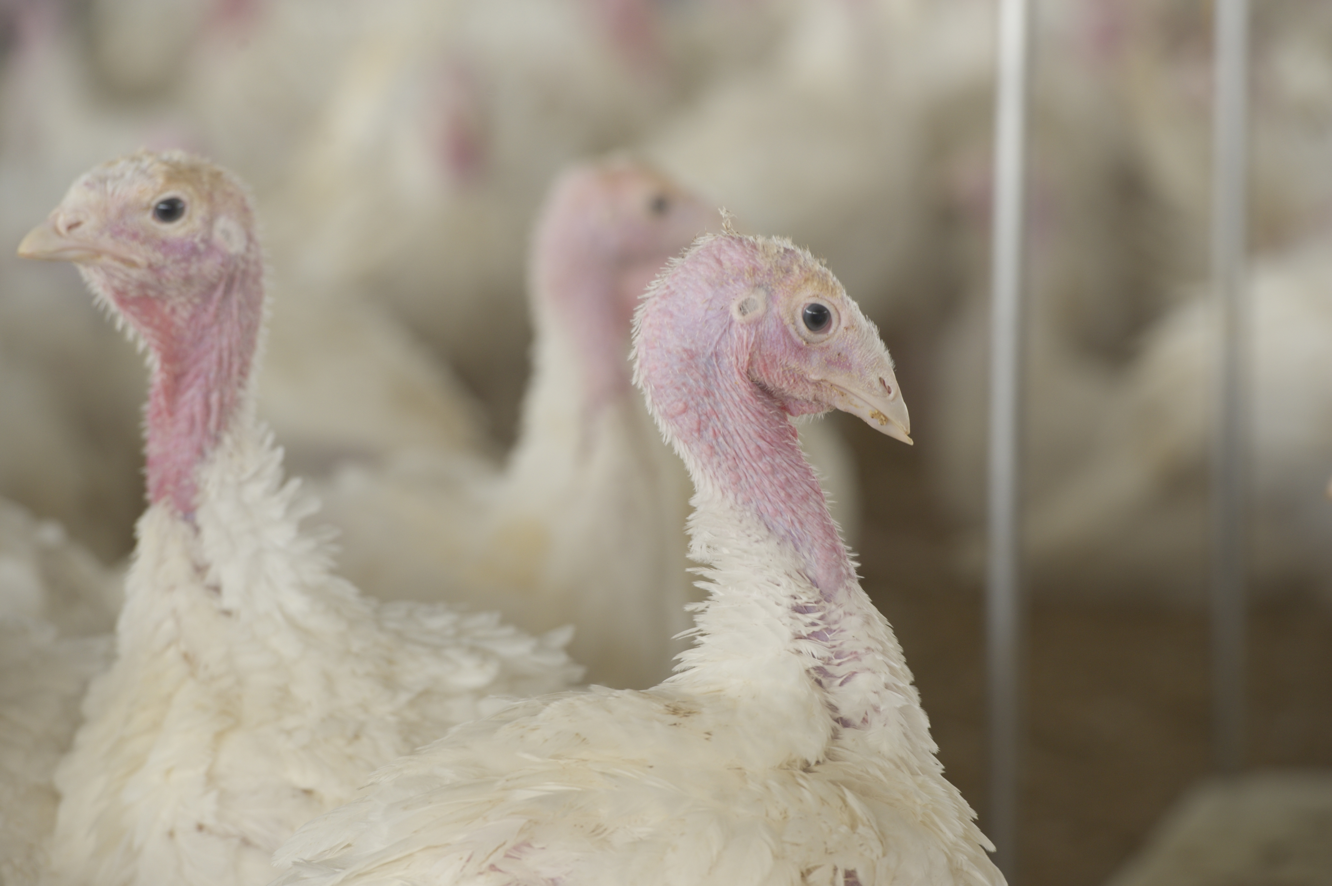 turkeys