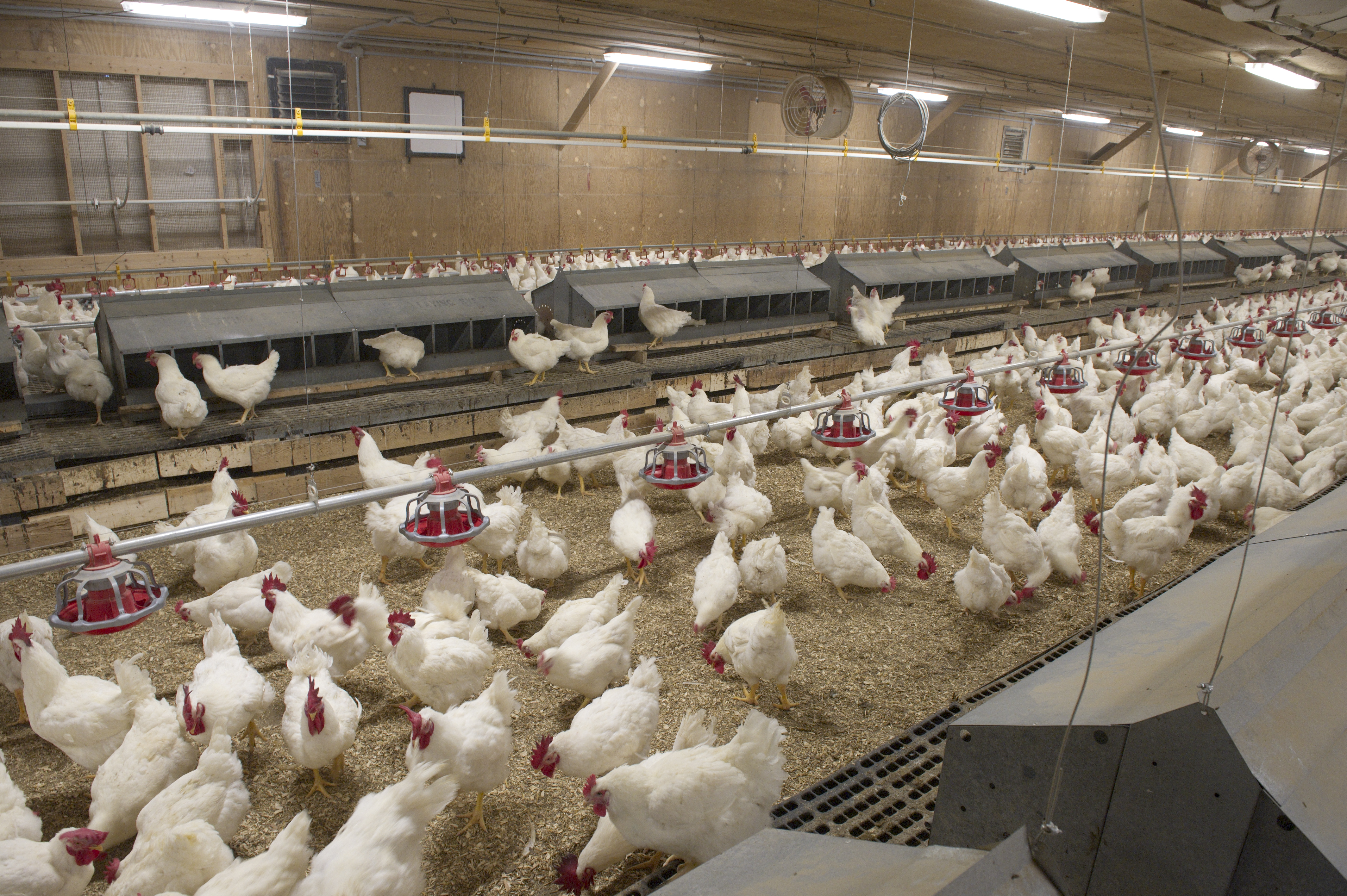 broiler chickens