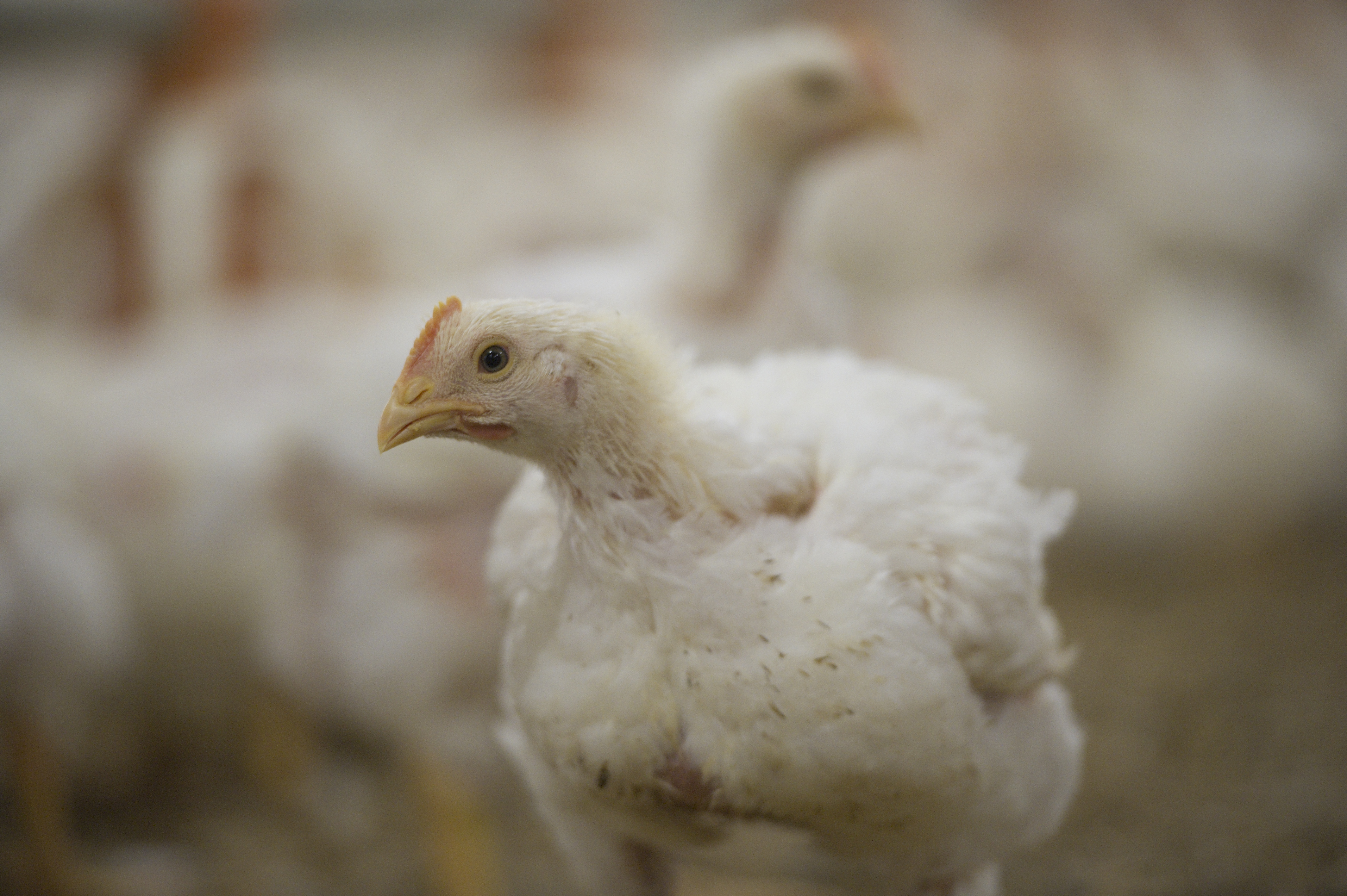 broiler chicken