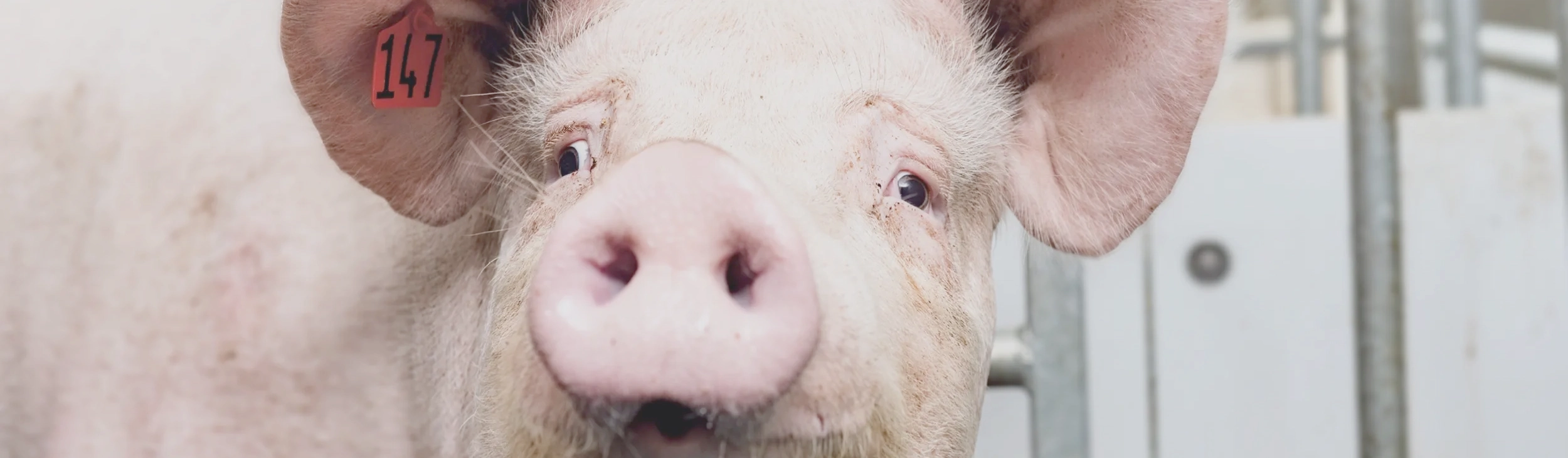 pig