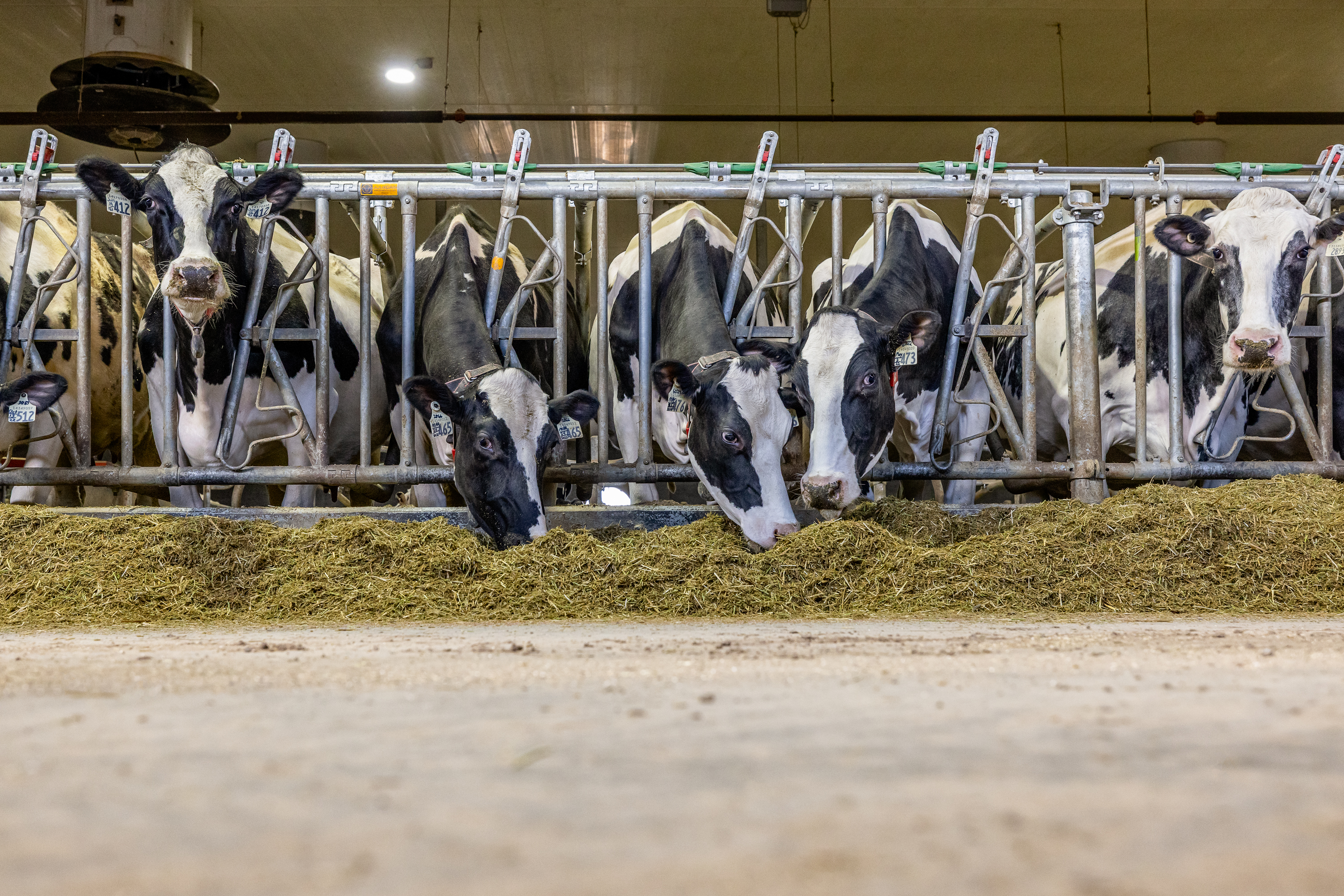 cattle feeding