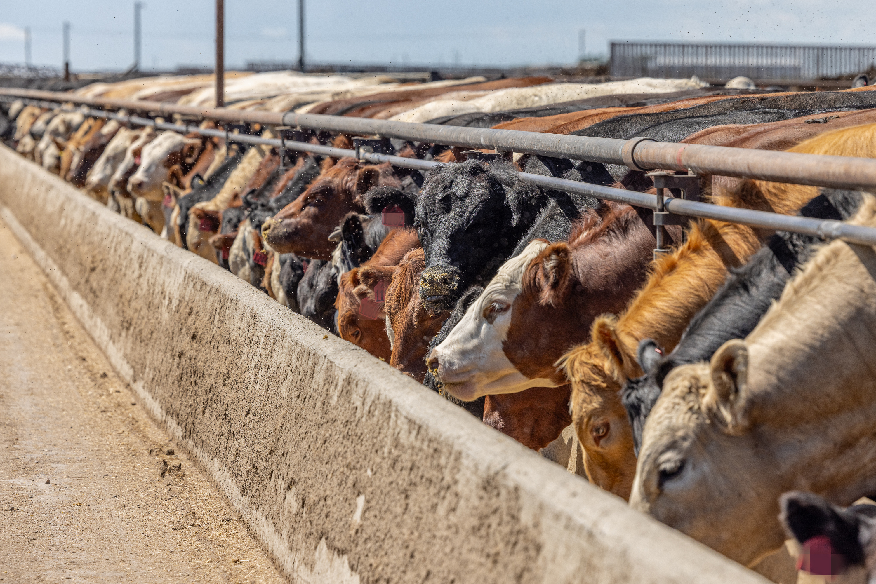 cattle
