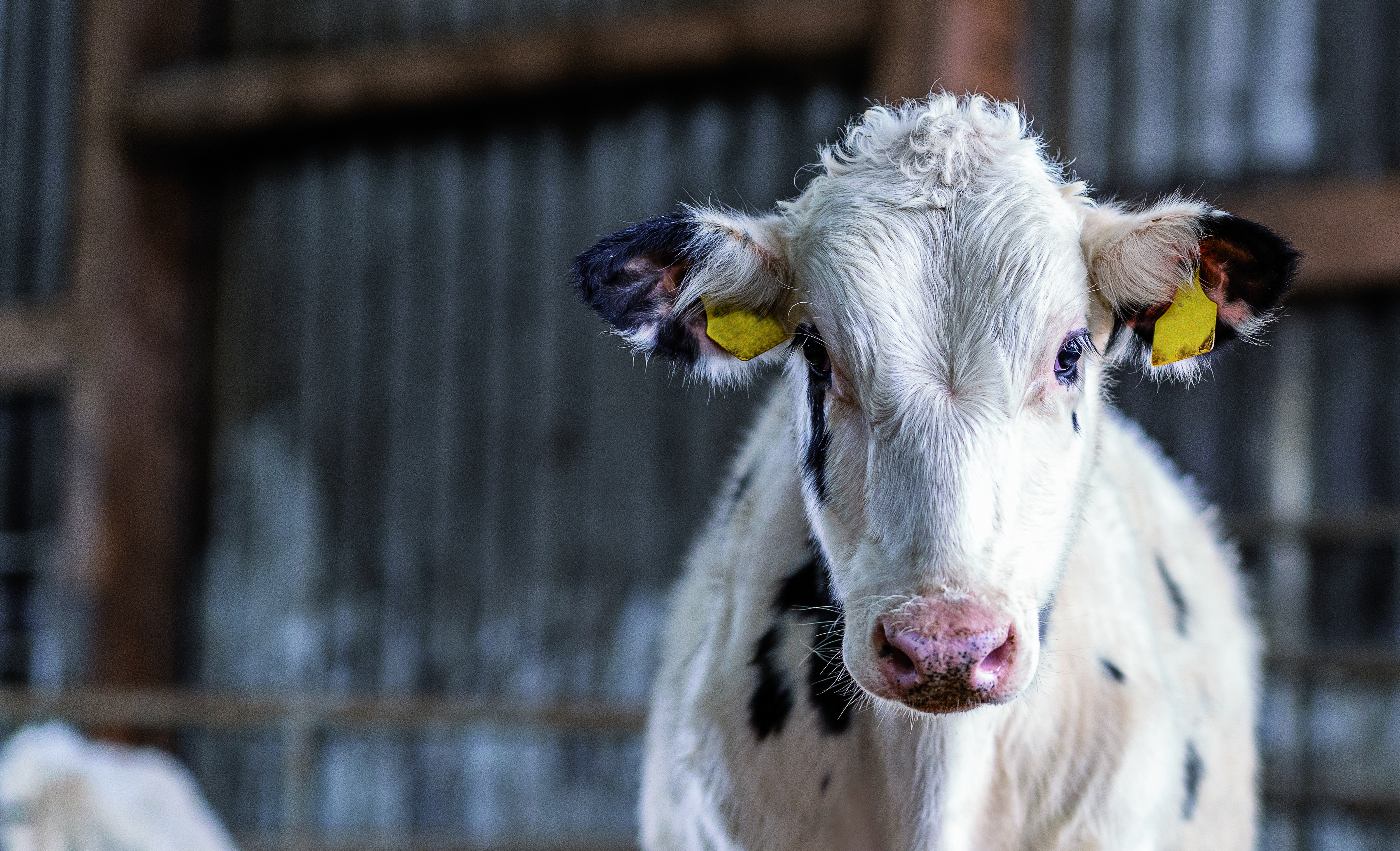 dairy cow