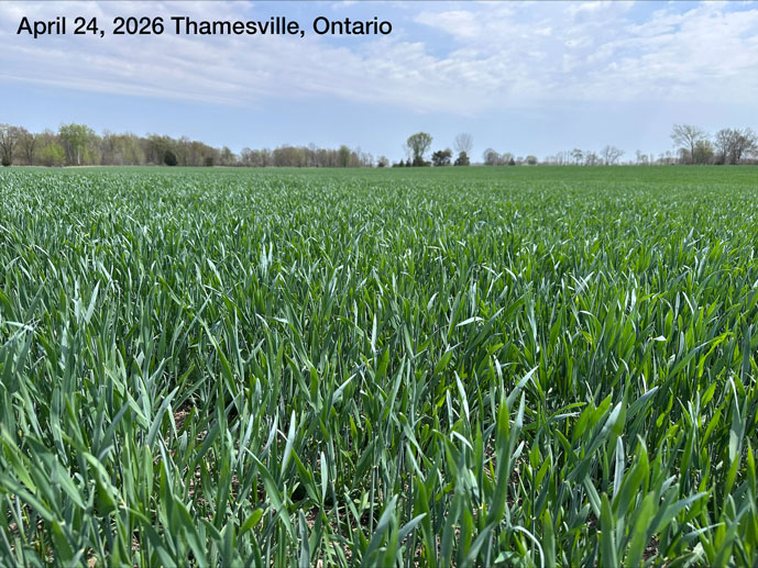 hybrid rye field