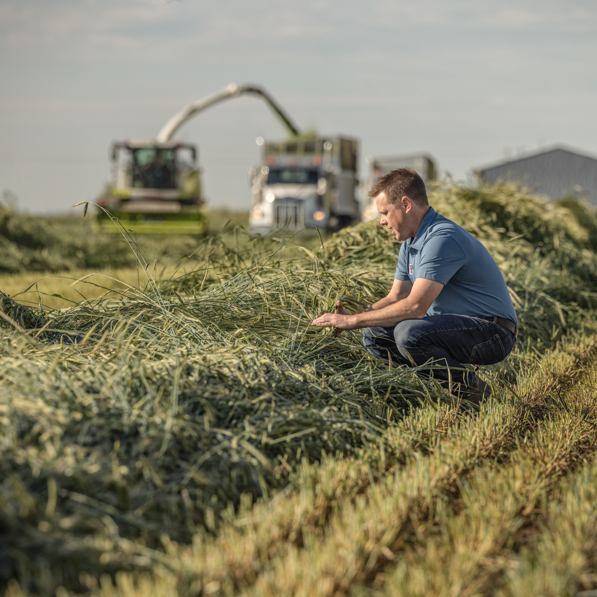hybrid rye consultant in the field
