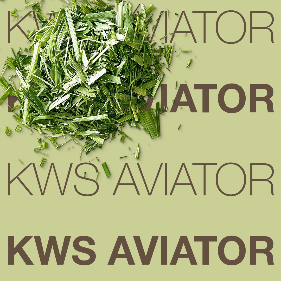 kws aviator