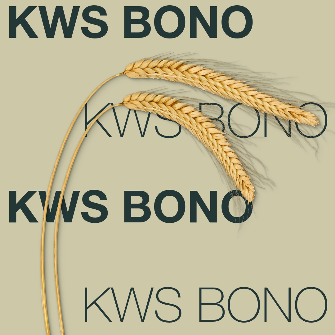 KWS BONO