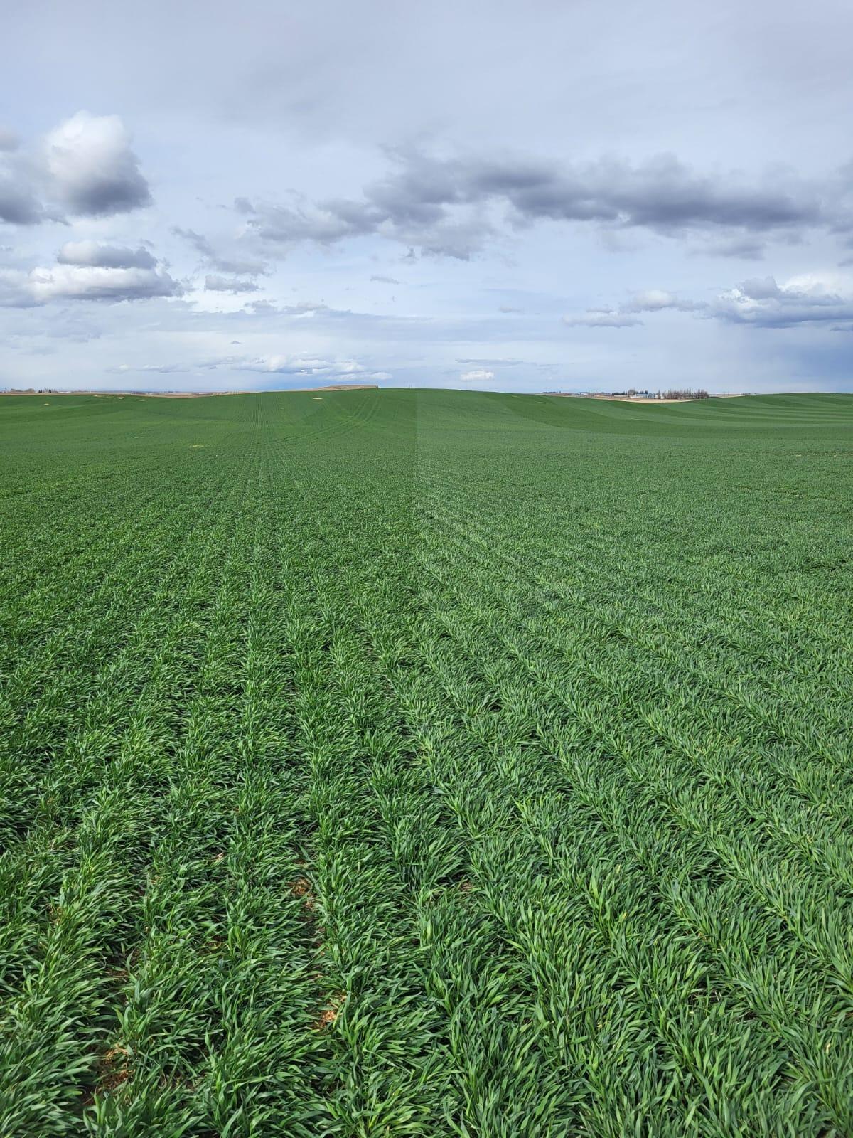 Picture Butte, Alberta in 2026