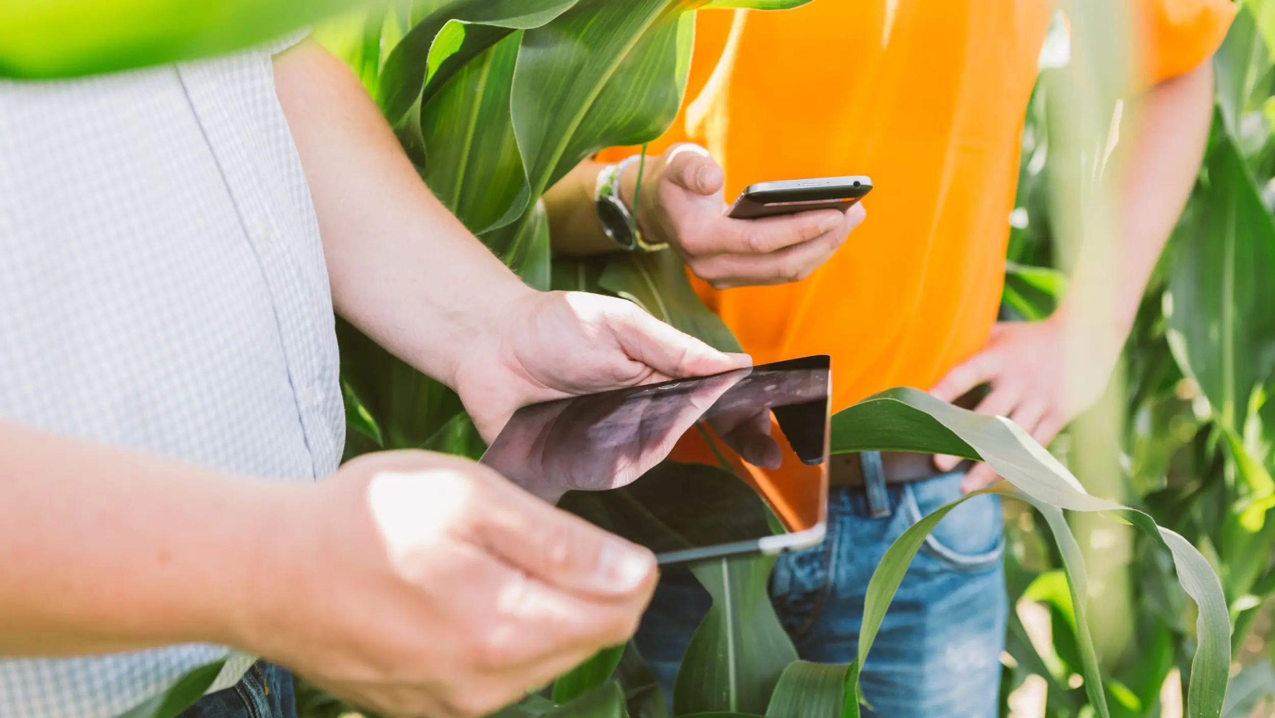 Digital agriculture in focus: KWS deepens the integration of Agvolution’s agmeoa AI for myKWS