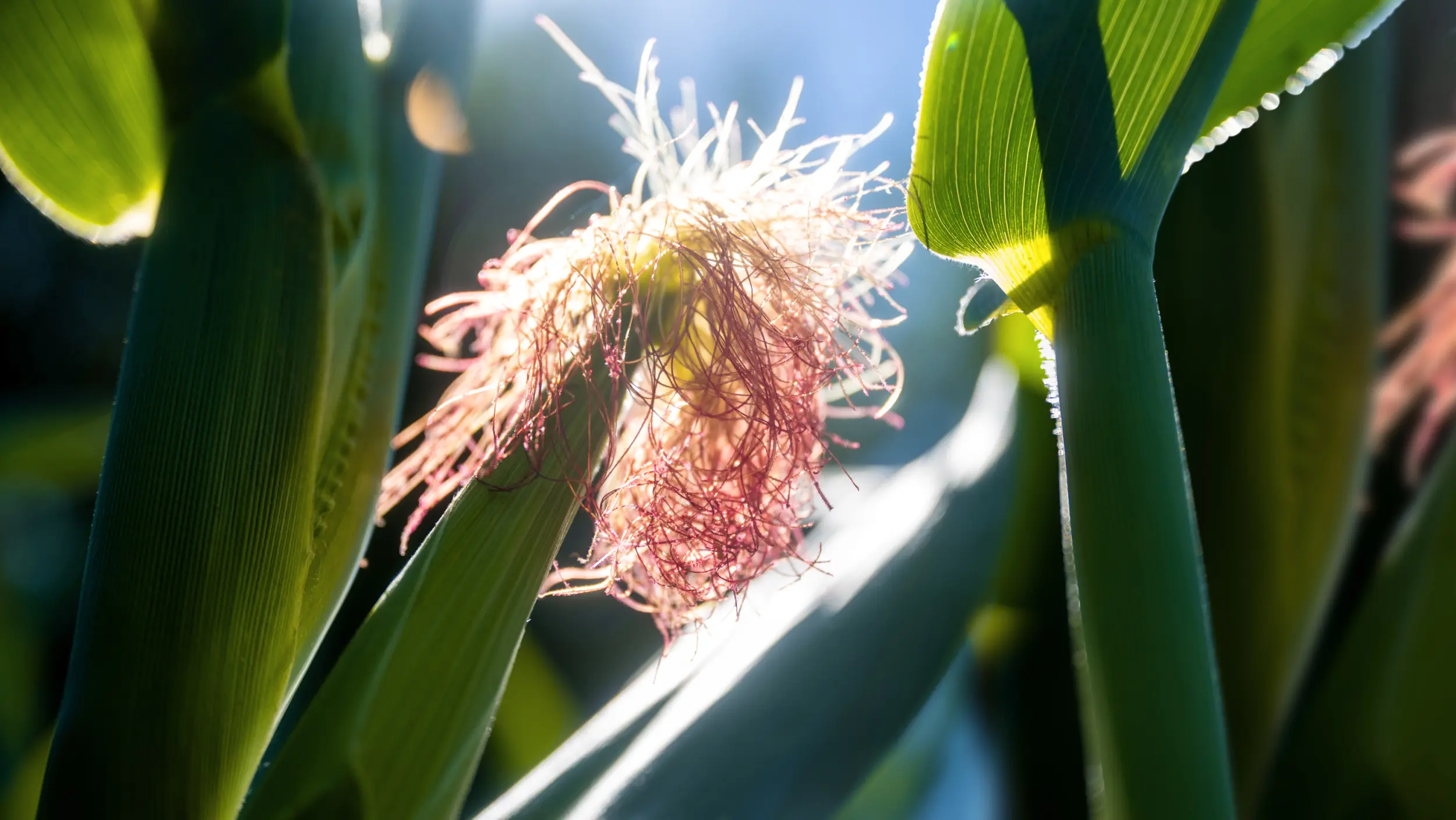 KWS publishes results for the first quarter 2025/2026 and confirms forecast