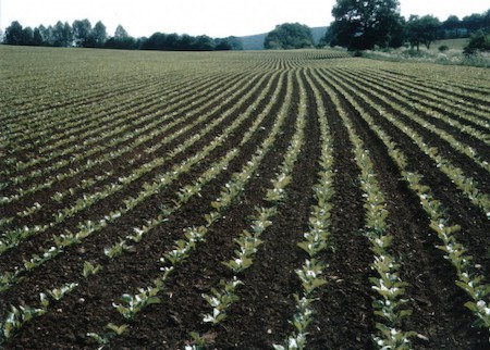 junge_ruebenpflanzen_feld.jpg